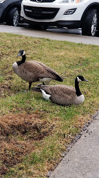JACO Limousine & Transportation - Photo 3 - Car repair in Louisville, KY, Louisville