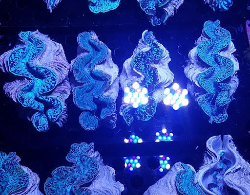 Aquarium «Central Indy Aquatics», reviews and photos, 5560 N Tacoma Ave, Indianapolis, IN 46220, USA