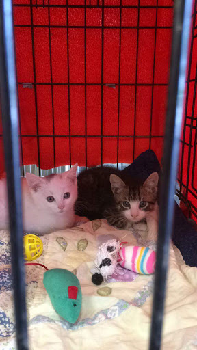 Pet Supply Store «Petsense Wilmington», reviews and photos, 4310 Shipyard Blvd #103, Wilmington, NC 28403, USA