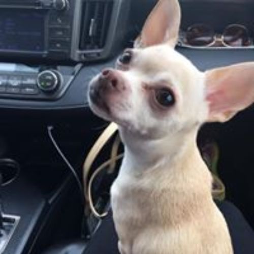 Pet Supply Store «3 Dogs and a Chick», reviews and photos, 130 Miracle Strip Pkwy SE, Fort Walton Beach, FL 32548, USA