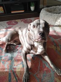 Tongue & Tail Pet Services - Photo 6 - Car repair in , Houston