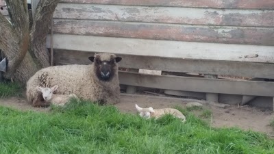 Photos of Gem Alpaca Stud