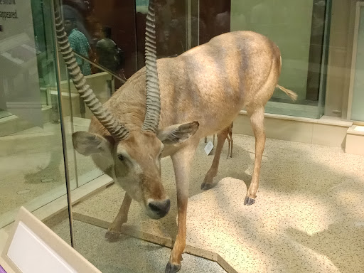 Gift Shop «Smithsonian Museum of Natural History Gift Shops», reviews and photos, 10th St NW & Constitution Avenue Northwest, Washington, DC 20004, USA