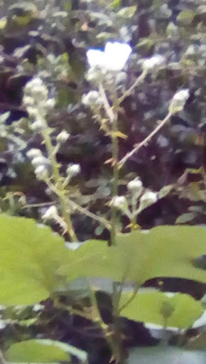 Market «La Honda Market», reviews and photos, 8865 La Honda Rd, La Honda, CA 94020, USA