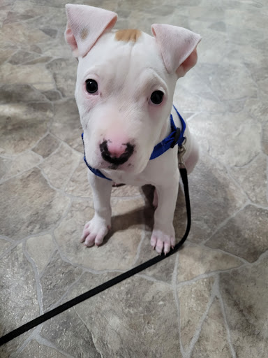 Pet Supply Store «Pet Supplies Plus», reviews and photos, 3340 Sheridan Dr, Amherst, NY 14226, USA