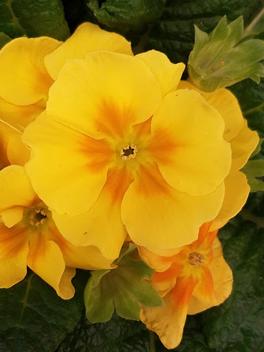 Grocery Store «Stop & Shop», reviews and photos, 25 Old Kings Hwy N, Darien, CT 06820, USA