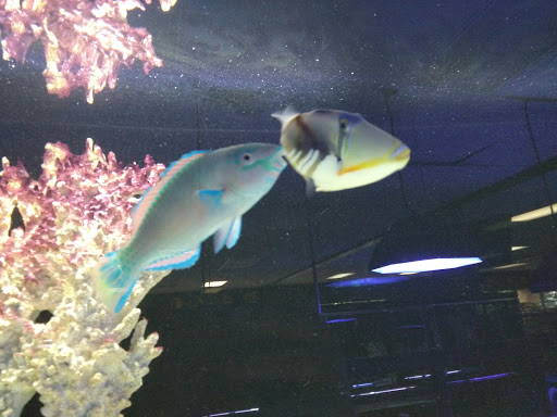 Pet Store «Aviarium», reviews and photos, 3500 Gwinnett Pl Dr NW # 2, Duluth, GA 30096, USA