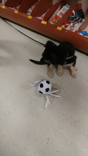 Pet Supply Store «PetSmart», reviews and photos, 1743 Stringtown Rd, Grove City, OH 43123, USA