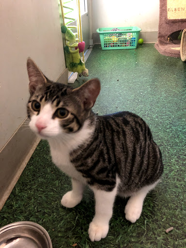 Pet Supply Store «Petco Animal Supplies», reviews and photos, 2965 Hempstead Turnpike, Levittown, NY 11756, USA