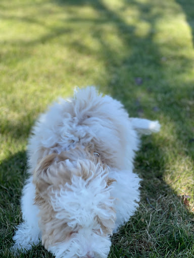 Dog Park «Irving Dog Park», reviews and photos, 4140 Valley View Ln, Irving, TX 75038, USA