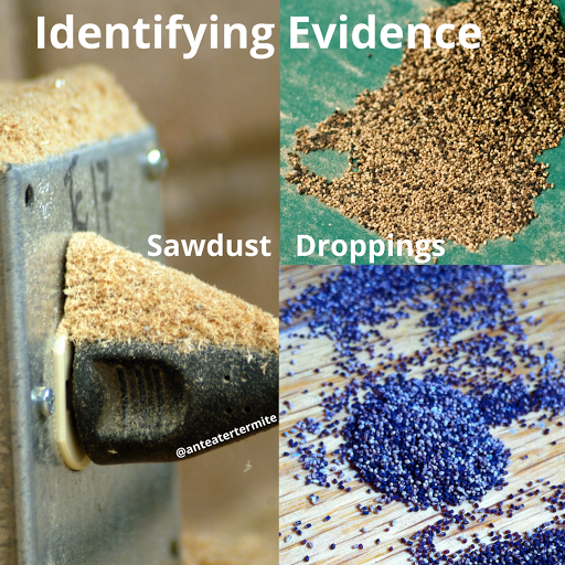 Anteater Termite & Pest Control image