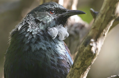 The Brook Waimarama Sanctuary