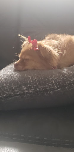 Pet Supply Store «Petco Animal Supplies», reviews and photos, 675 Deis Dr i, Fairfield, OH 45014, USA