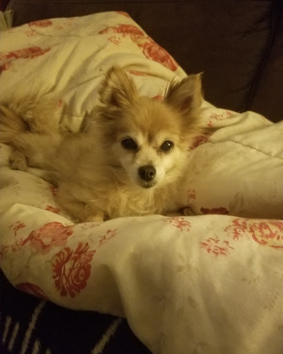 Pet Groomer «Pet Choice», reviews and photos, 4203 MacArthur Blvd, Oakland, CA 94619, USA