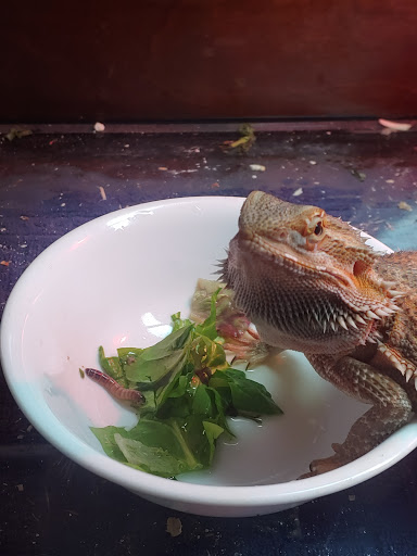 Pet Supply Store «Pet Bazaar», reviews and photos, 490 FL-436, Casselberry, FL 32707, USA