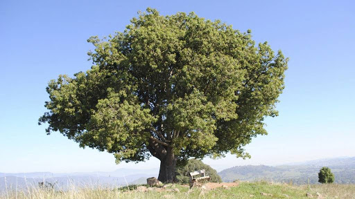 Park «Percy Warner Park», reviews and photos, 7311 Tennessee 100, Nashville, TN 37221, USA