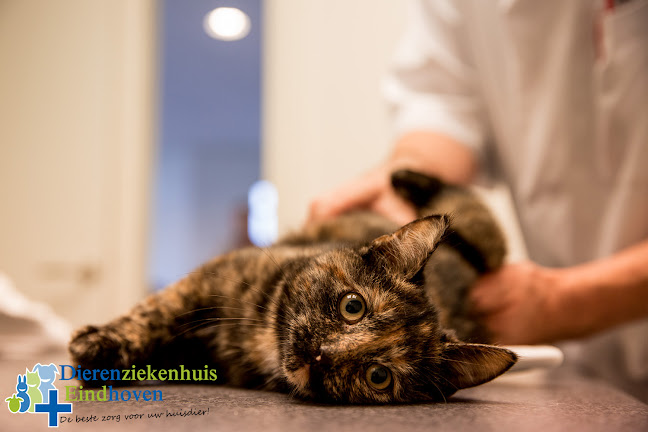Dierenziekenhuis Eindhoven - Dierenarts Eindhoven