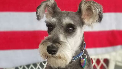 Pet Groomer «Precious Paws Pet Grooming», reviews and photos, 1807 Franklin St, Michigan City, IN 46360, USA