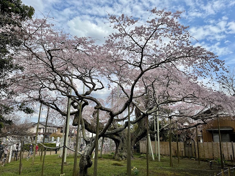 般若院の枝垂れ桜