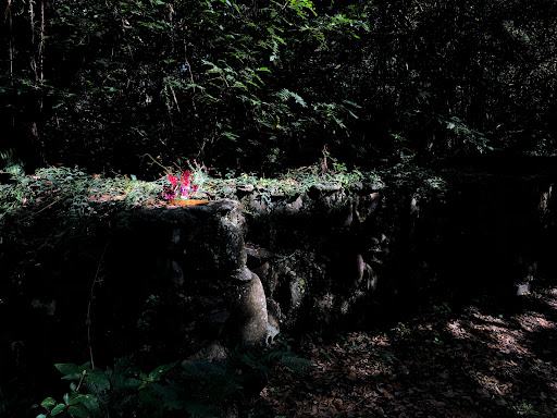 Nature Preserve «Pine Island Ridge Natural Area», reviews and photos, 3900 SW 100th Ave, Davie, FL 33328, USA