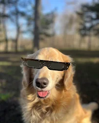 Camp Saugapup - Car repair in Saugatuck, MI, Holland - Rated 4.8/5