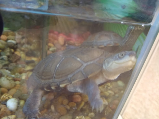 Pet Supply Store «PetSmart», reviews and photos, 16086 Jackson Creek Pkwy, Monument, CO 80132, USA