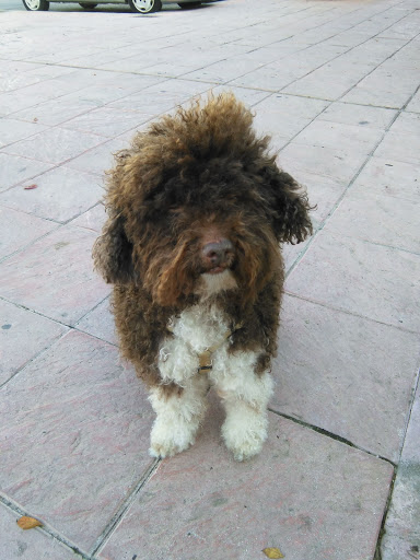 Clínica Veterinaria San Jose en San José de la Rinconada