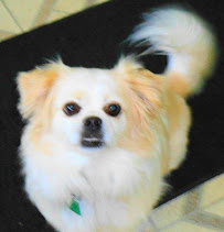 The Petsitter - Photo 3 - Car repair in , Lorain