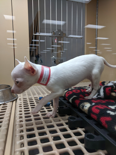 Pet Store «Petland Las Vegas», reviews and photos, 8800 W Charleston Blvd #3, Las Vegas, NV 89145, USA