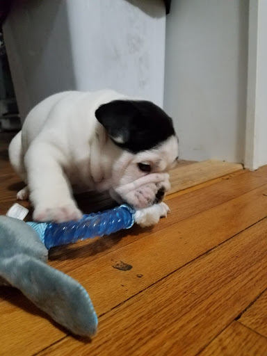 Pet Supply Store «Petco Animal Supplies», reviews and photos, 4491 Kirkwood Hwy, Wilmington, DE 19808, USA