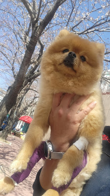 김현태김동민동물병원 대한민국 부산광역시 김현태김동민동물병원