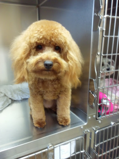 Pet Supply Store «Ma & Paws Pet Supplies», reviews and photos, 206 Anderson Ln N #200, Hendersonville, TN 37075, USA