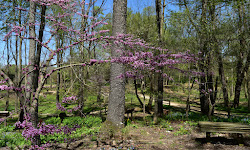 Creasey Mahan Nature Preserve