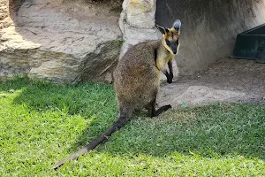 Capybara - Sydney Zoo image