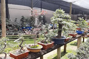 Sawasdee Bonsai & Orchids image