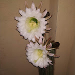 Photo n°1 de l'avis de Libero.r fait le 31/07/2019 à 21:07 sur le  Acqua e Farina à Porto Azzurro