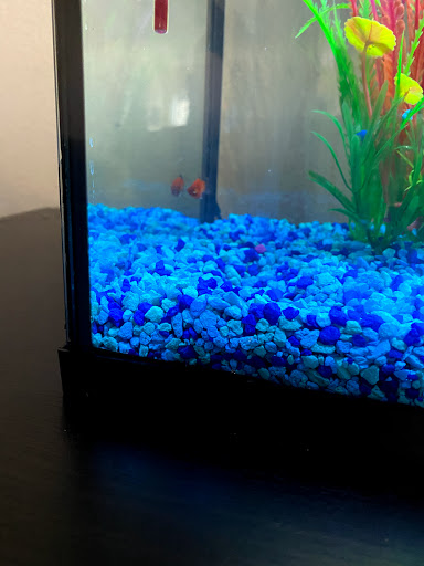 Pet Supply Store «PetSmart», reviews and photos, 11833 Dallas Pkwy, Frisco, TX 75033, USA