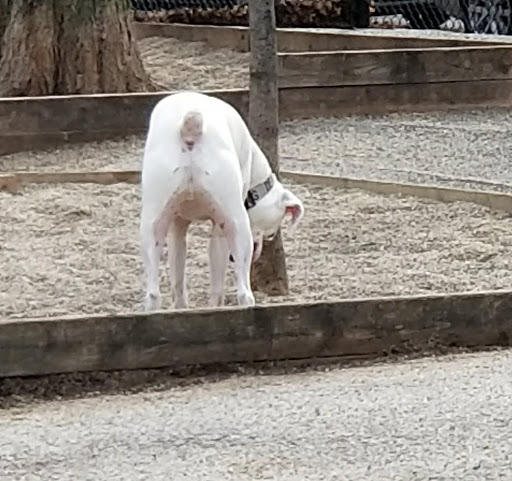 Dog Park «Wiggly Field Dog Friendly Area», reviews and photos, 2645 N Sheffield Ave, Chicago, IL 60614, USA