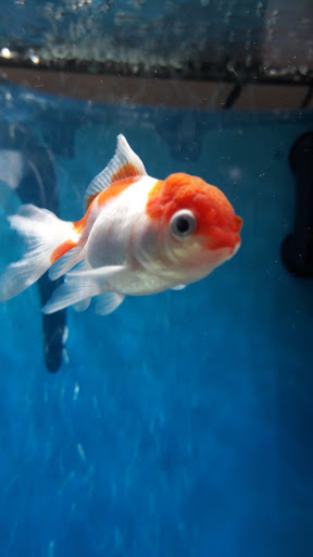 Pet Store «Pet Town», reviews and photos, 7804 Florence Ave, Downey, CA 90240, USA