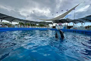 Top Deck Dolphin Show image