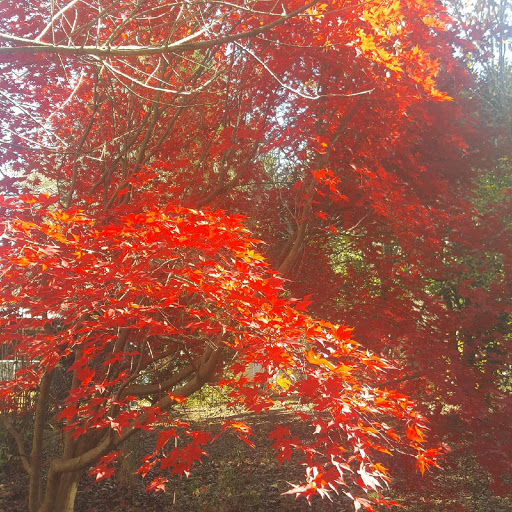 Discount Store «Dollar General», reviews and photos, 195 Village Cir, Senoia, GA 30276, USA