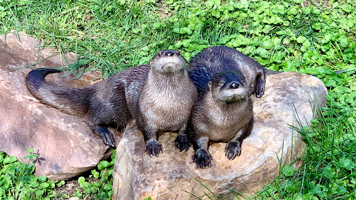 Zoo «Potawatomi Zoo», reviews and photos, 500 S Greenlawn Ave, South Bend, IN 46615, USA