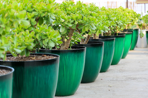 Plant Nursery «Blooming Acres», reviews and photos, 7561 State Rd, Wadsworth, OH 44281, USA