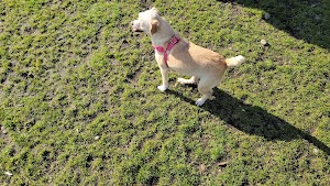 Fort Steilacoom Dog Park - photo 23