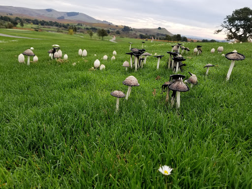Golf Club «Eagle Vines Golf Club», reviews and photos, 580 S Kelly Rd, American Canyon, CA 94503, USA