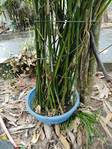TRẠI DÚI TIÊN PHƯỚC