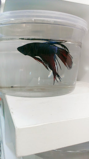 Pet Supply Store «Petco Animal Supplies», reviews and photos, 1014 Glenbrook Way, Hendersonville, TN 37075, USA