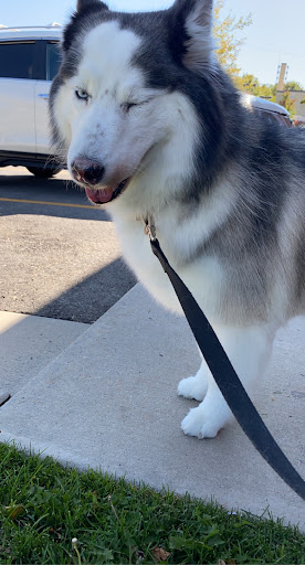 Pet Store «Healthy Pets Mountain West», reviews and photos, 2352 Fort Union Blvd, Cottonwood Heights, UT 84121, USA