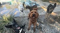Desert Dogs Boarding - Photo 2 - Car repair in , Victorville