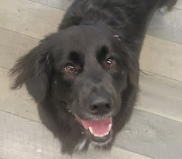 Hound Haven Newport News - Photo 9 - Car repair in Newport News, VA, Newport News